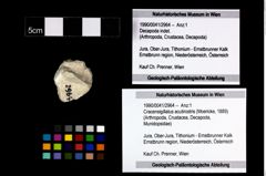 Foto (Objekt + Etikett) von Cracensigillatus acutirostris (Moericke, 1889)  (NHMW-GEO-1990-0041-2964)